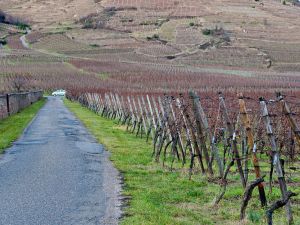 Vineyards at Domaine Weinbach