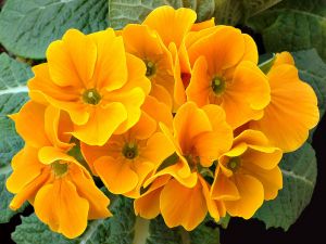 Orange primroses