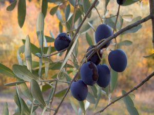 Olives in Umbria, Italy