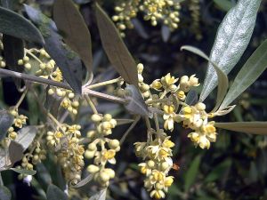 Flowers of olive (Olea europaea)