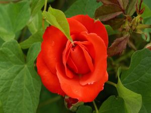 Natural rose