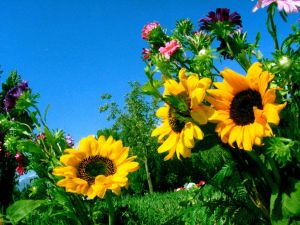 Garden with three sunflowers