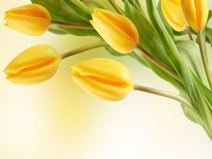 Closed yellow tulips