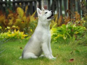Husky puppy on grass