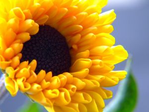 Petals of a sunflower