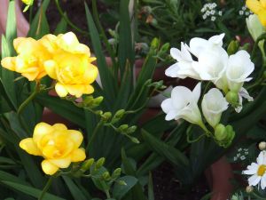 Bouquet with white and yellow freesias
