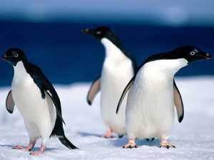 Three curious penguins