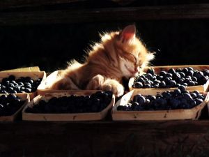 Kitten sleeping over some plums