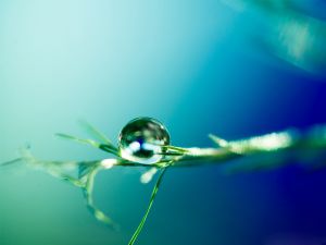Shiny drop of water on a twig