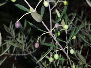 Wild olive (Olea europaea)