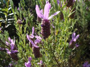 Spanish lavender (Lavandula stoechas)