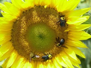 Bees eating of a sunflower
