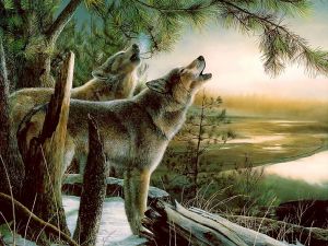 Wolves howling