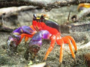 Halloween crab (Gecarcinus quadratus)
