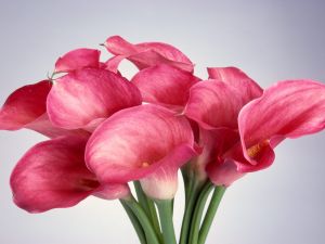 Bouquet of pink calla lilies