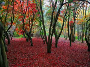 Trees with red leaves