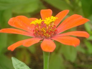 Orange colored flower