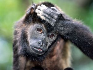 A monkey with his hand on the head