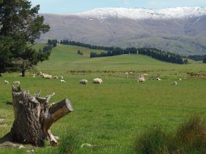 Sheep grazing the green grass