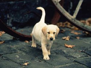 Labrador dog puppy