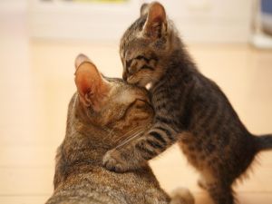 Kiss to mom