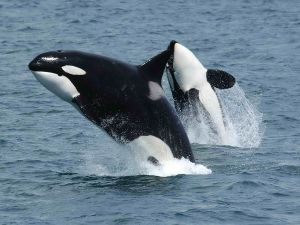 Transient Orcas to the east of the Aleutian Islands