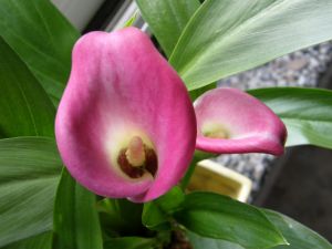 Plant with two pink callas