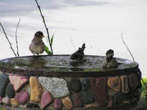 Birds taking a bath