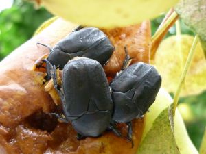 Beetles eating ripe fruit