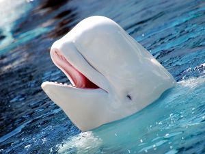 Head of a beluga whale