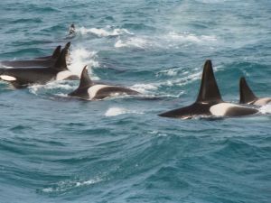 Group of orcas near Andenes, Norway