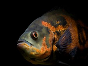 Oscar (Astronotus ocellatus), freshwater fish from South America