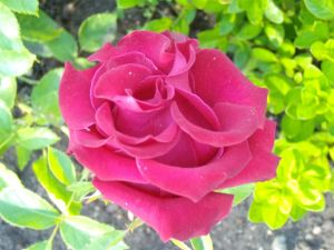 Beautiful rose with ruffled petals