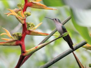 Wedge-tailed Sabrewing (Campylopterus curvipennis)