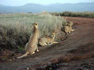 Three cheetahs (Acinonyx jubatus) in Lewa park, Kenya