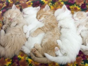 Kittens sleeping close together