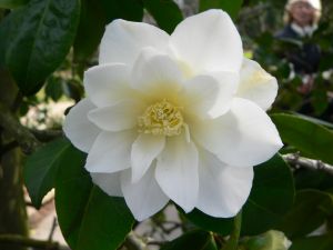 White camellia