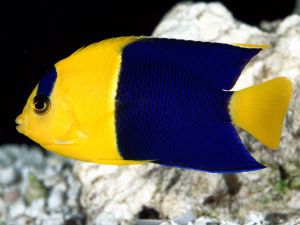 Yellow and blue fish