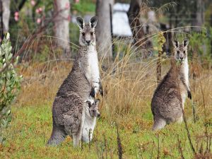 Pair of kangaroos