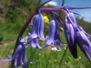 Purple bell-shaped flowers
