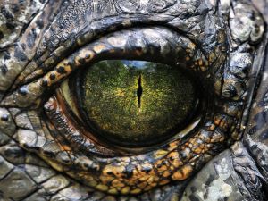 The eye of a dinosaur