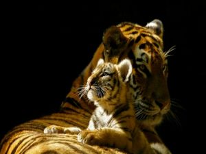 Tigress and her cub