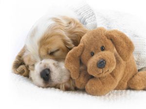 Sleeping with his teddy