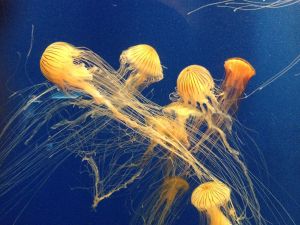Yellow color jellyfish