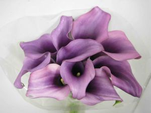 Callas lilac colored