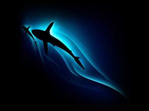 Sharks swimming in the surface