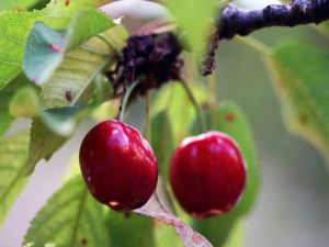 Cherries in his cherry tree