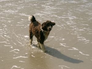 A "Spanish Water Dog" walking on the beach