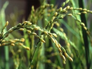 Seeds of rice in its plant