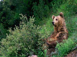 Brown bear sitting in some bushes
